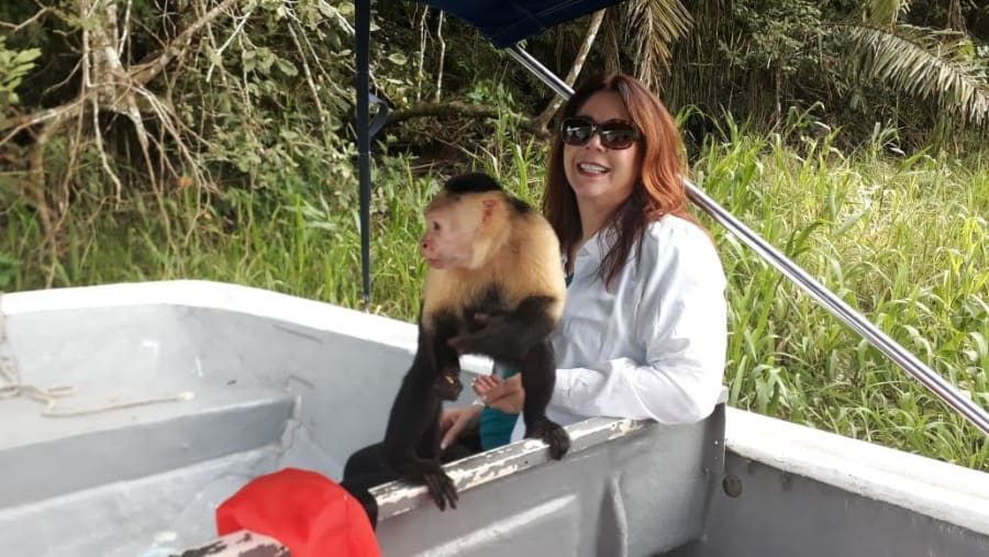 Monkey in the Jungle