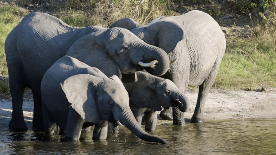Elephants on the Chobe River