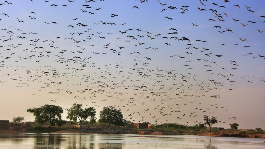 Bharatpur Bird Sanctuary / Keoladeo National Park