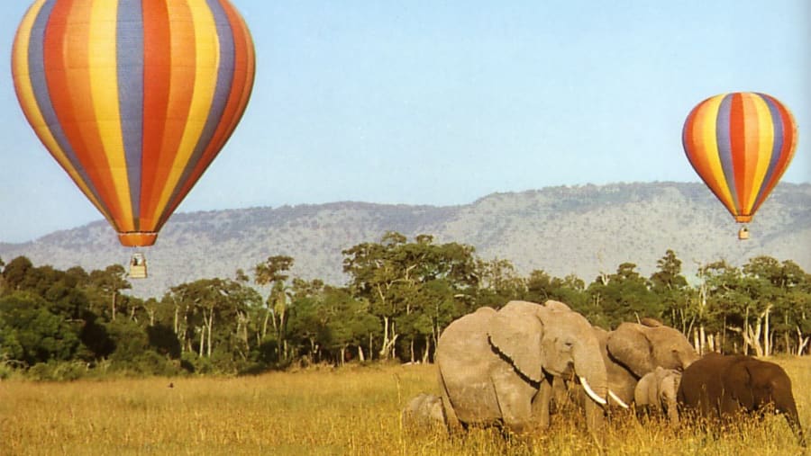 Witness the wildlife