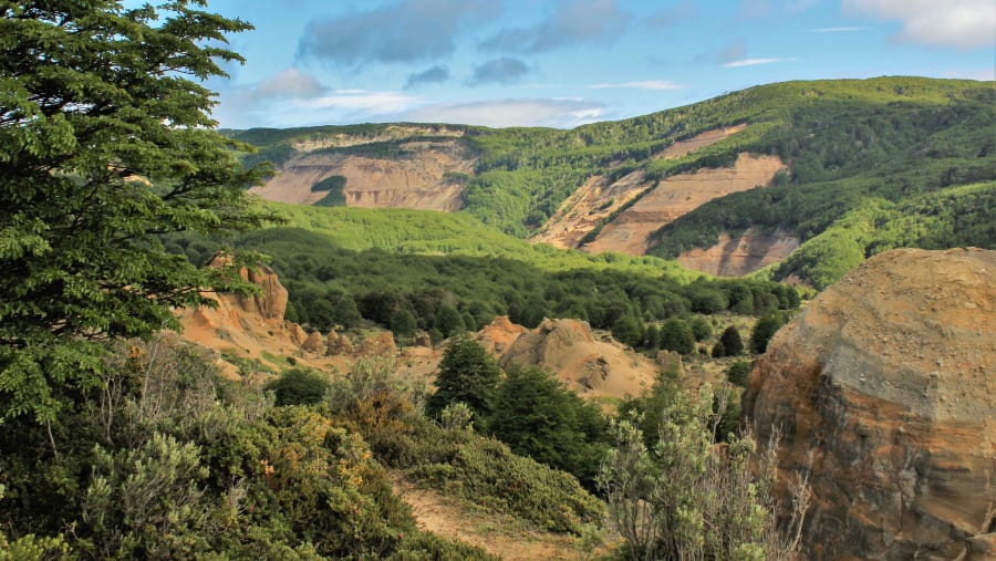 Patagonian Forest