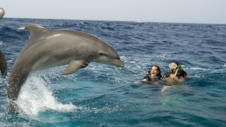 Swimming with Dolphins in Hurghada