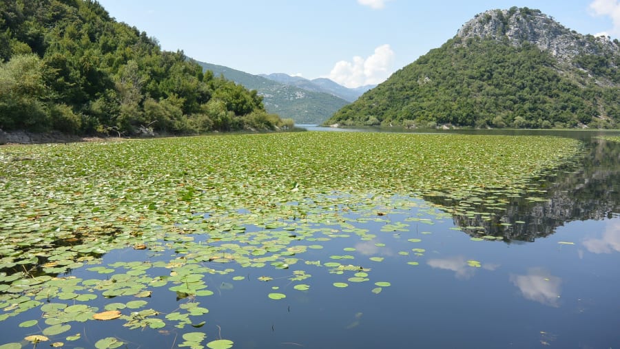Lake Skadar
