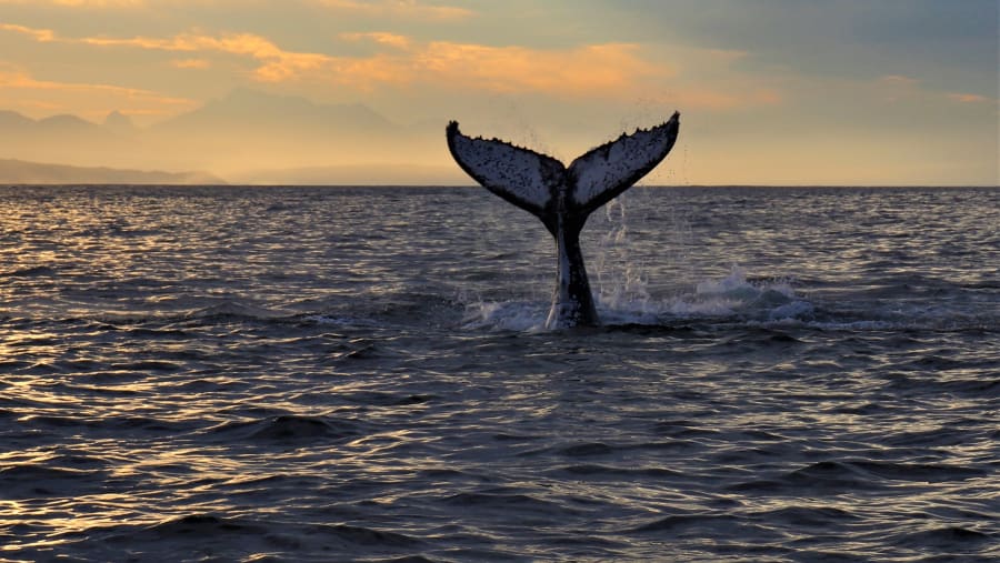 Whale Watching