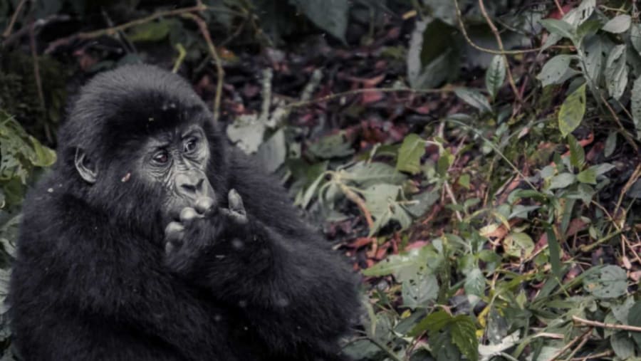 Gorilla spotted during the safari