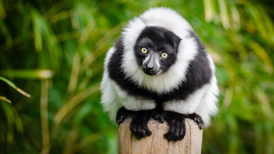 Meet Lemurs in Madagascar