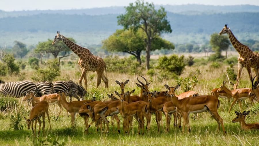 Mikumi National Park