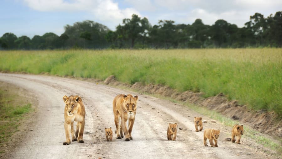 Pride of lions walking around in Masai Mara