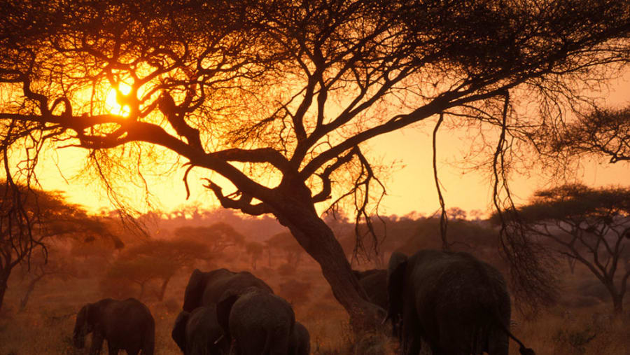 African elephants and sunset at Tarangire National Park