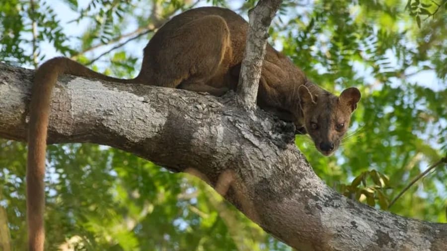 Fosa