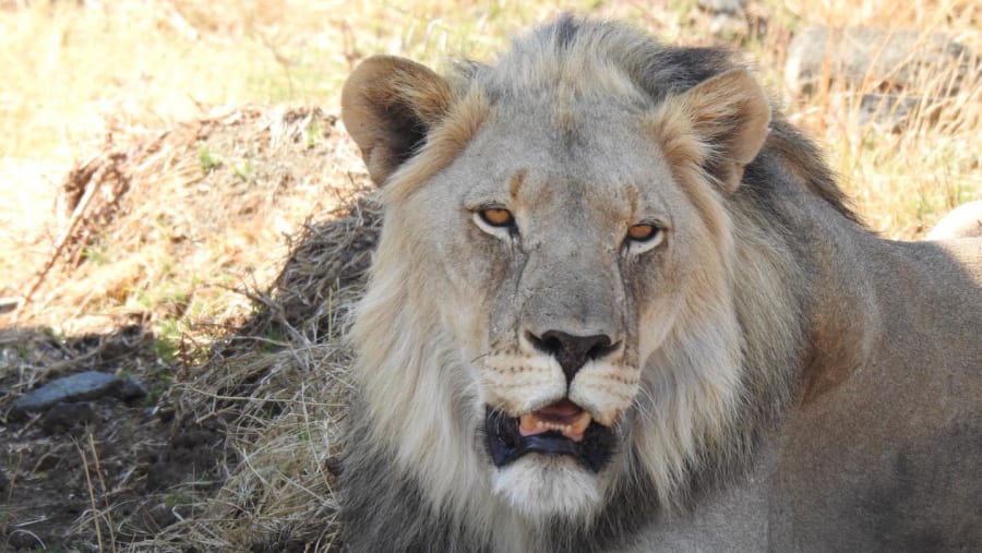 Lion