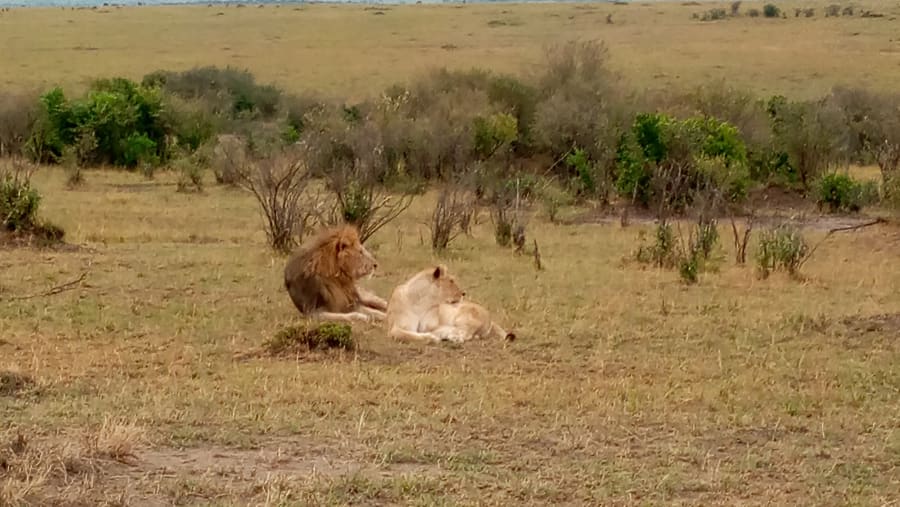 Lions in the wild
