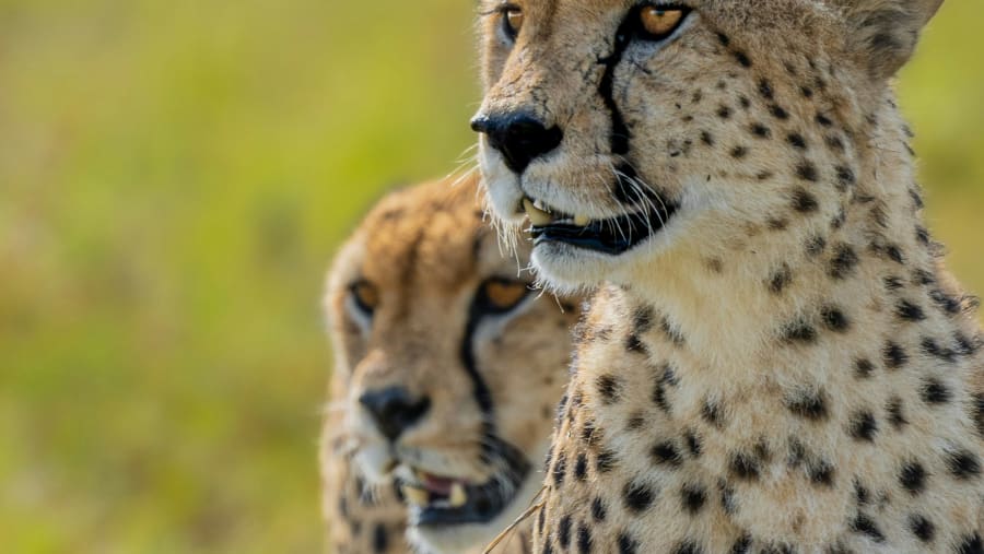 Cheetahs