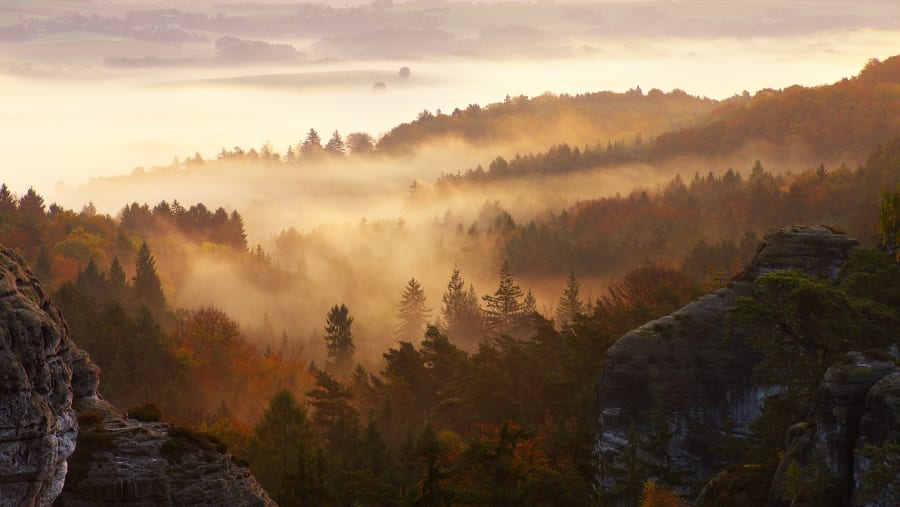 Forest view