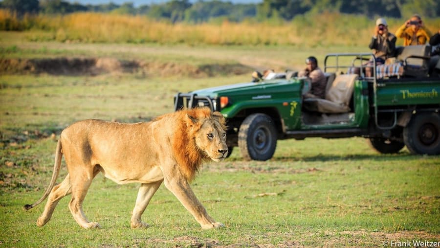 Spot lions in Mosi-oa-Tunya Park