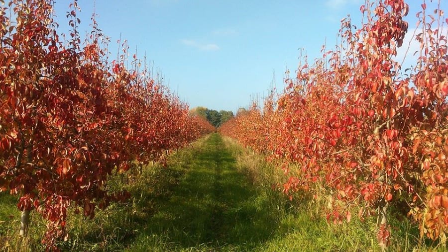 Autumn Pears in Macedonia