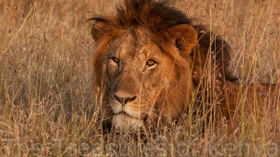 Spot the enchanting African lion