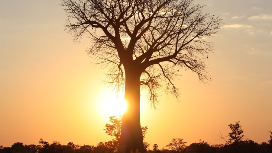 Baobab tree at Tarangire National Park