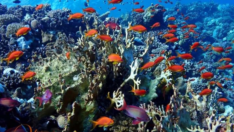 Marine Life