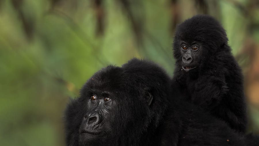 Bwindi Gorillas