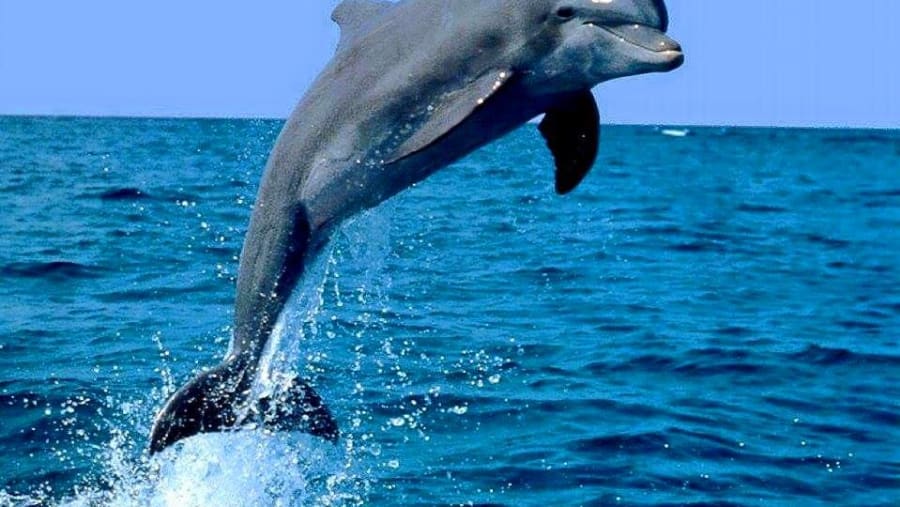 Swim with Dolphins