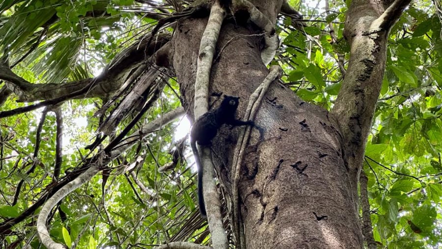 Tour Of Nauta