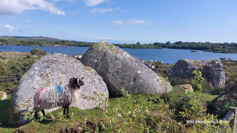 Sheep country