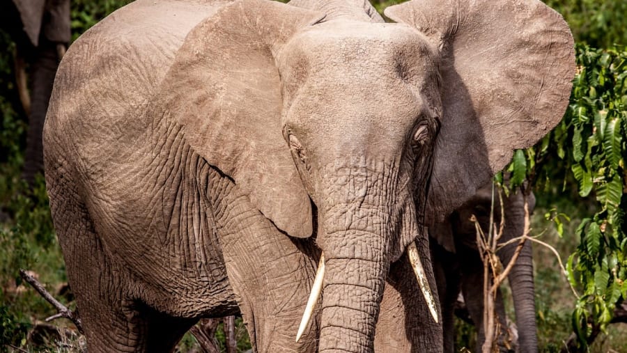 Witness the African wildlife