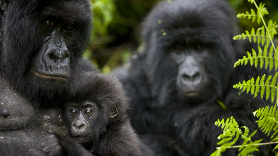 Gorillas