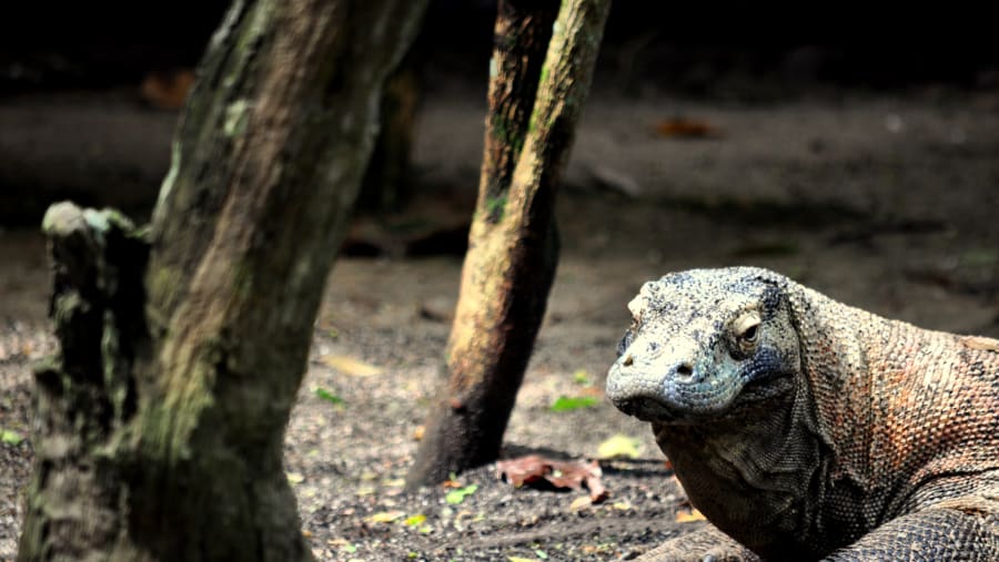 Komodo Dragon