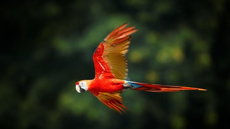 Macaw