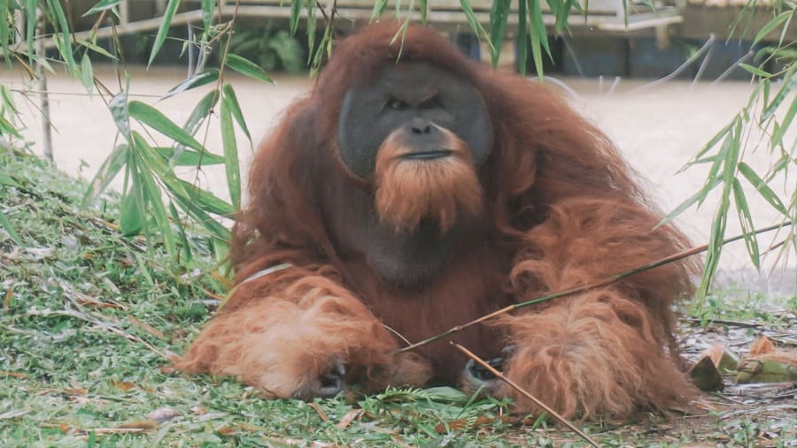 Wild orangutans in Ketambe