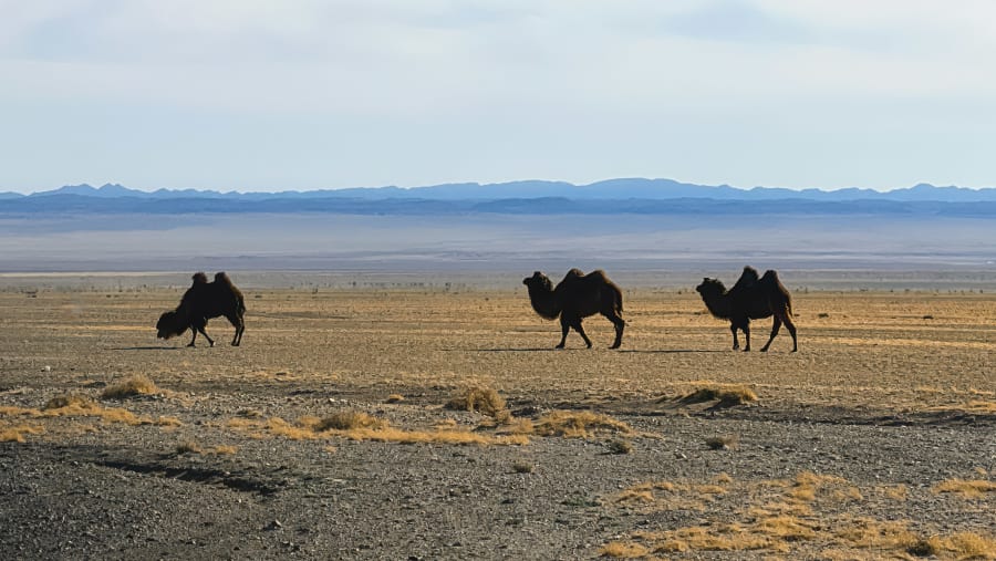 Camels in Gobi Desert Mongolia