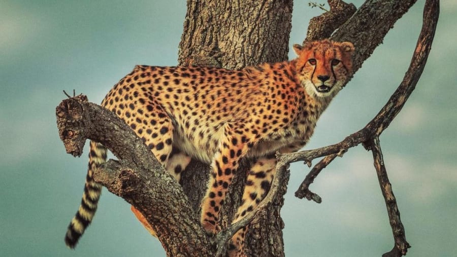 Cheetah