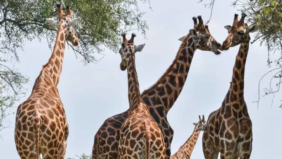 Masai Giraffe