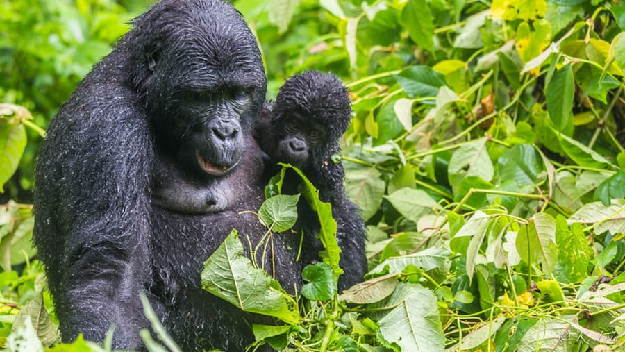 Mother Gorilla at Bwindi NP
