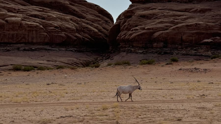 Desert Goat