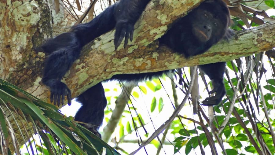 Howler Monkey