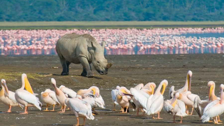 flamingos, rhino and birds by the lake