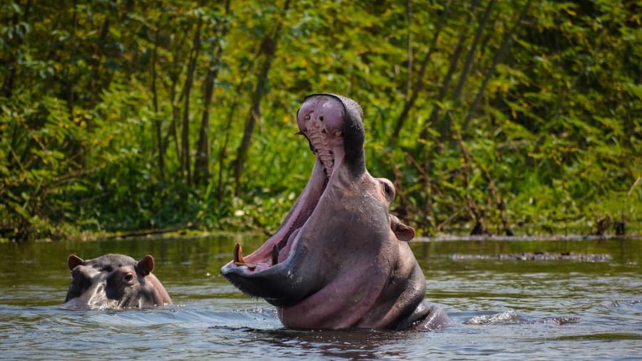 Hippos in the Nile
