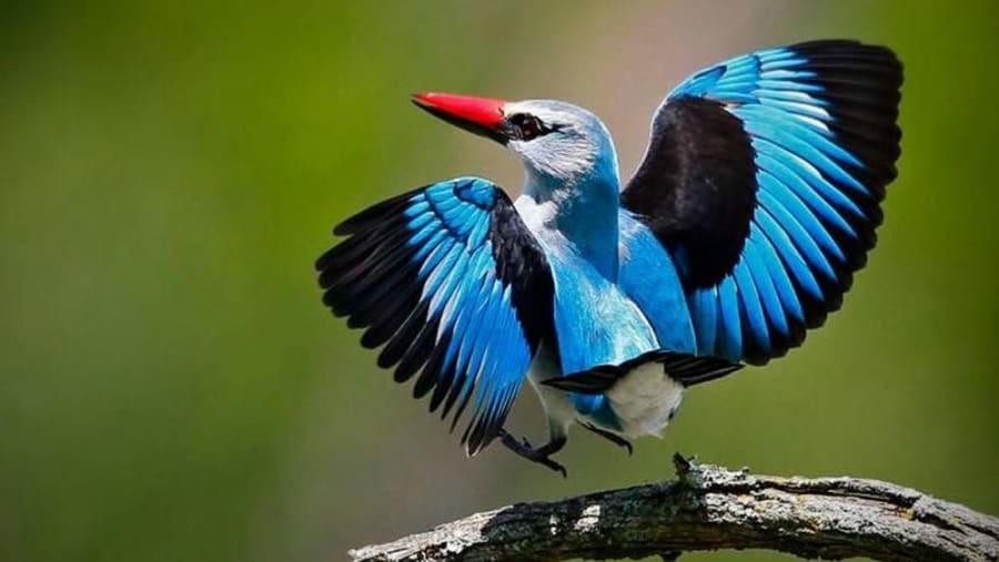 Witness the unique birdlife