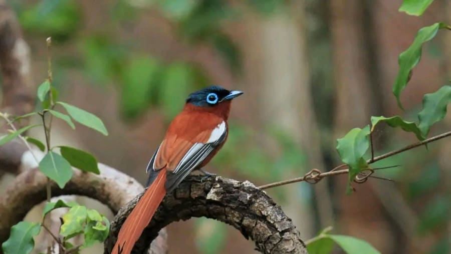 Spot the enchanting birds of Amber Mount National Park