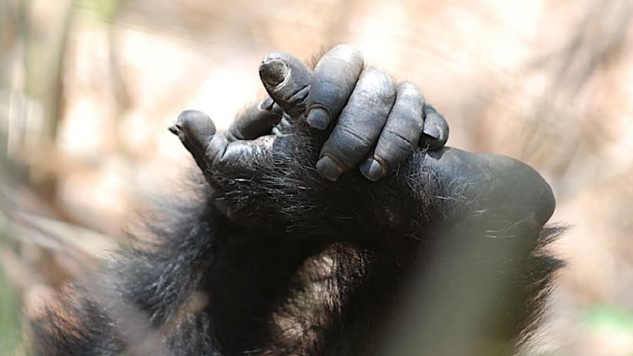 Chimpanzees at Mahale Mountains National Park