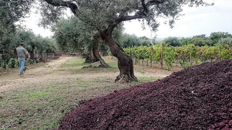 Olives Farms