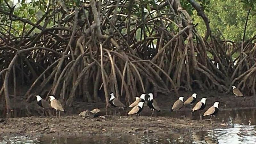Plover Birds