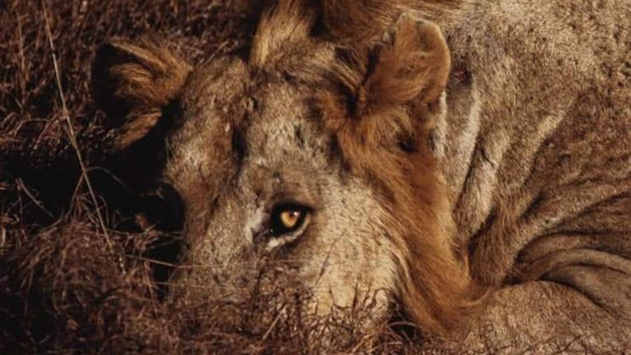 Lion in Ruaha National Park