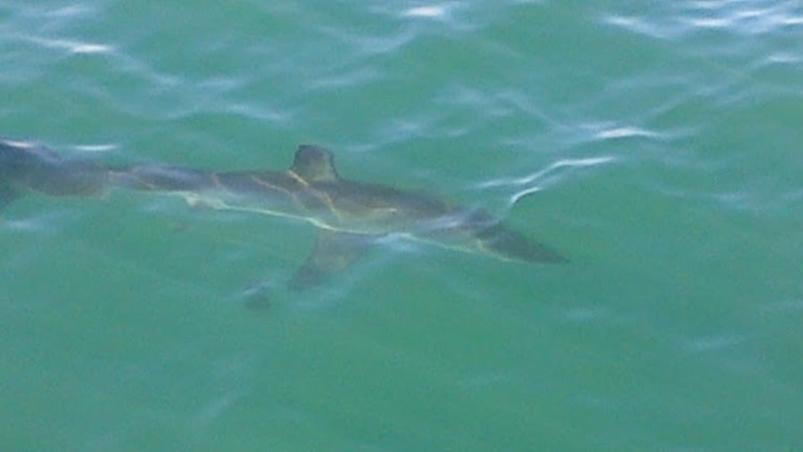 Shark Diving In Cape Town, South Africa