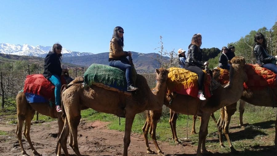 Camel ride in the mountains