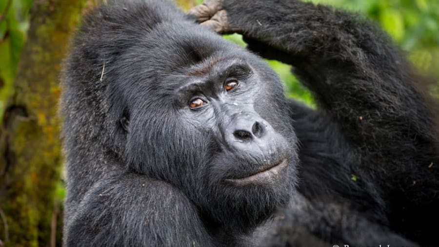 Track the gorillas at the Bwindi Impenetrable Forest