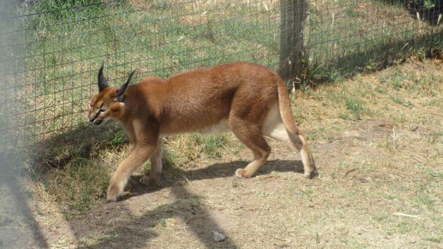 Wildlife at the Cheetah Conservation and Rehabilitation Centre